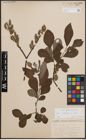 Foto von Salix cinerea L.